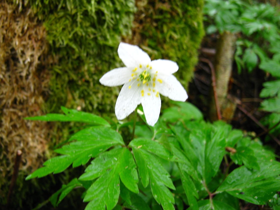 Anemone  Anemone,Anemone nemorosa,Geotagged,Norway,Wood anemone,flower