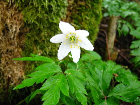 Anemone  Anemone,Anemone nemorosa,Geotagged,Norway,Wood anemone,flower