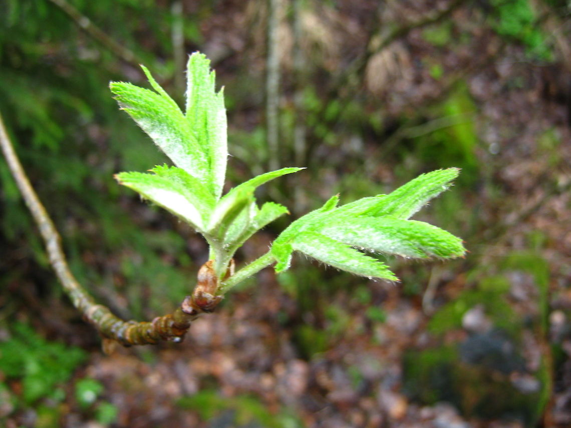 Branch of life  Geotagged,Norway,branch,spring