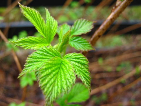Green springcolors  Geotagged,Norway,Rubus idaeus,plant,spring