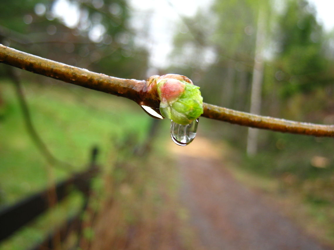 Eternity  Geotagged,Norway,Raindrops,Trail,branch,spring