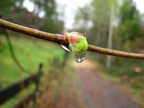 Eternity  Geotagged,Norway,Raindrops,Trail,branch,spring