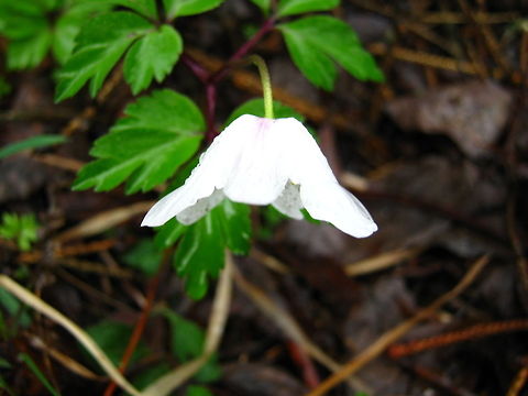 Wood Anemone  Anemone,Anemone nemorosa,Geotagged,Norway,Wood anemone,flower,spring