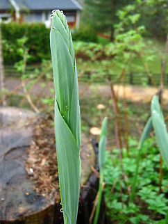 Drops of spring  Geotagged,Norway,Raindrops,plant,spring