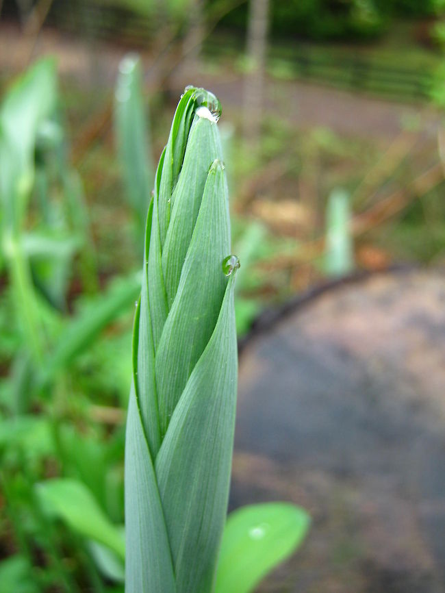 Green spring  Geotagged,Norway,Raindrops,plant,spring