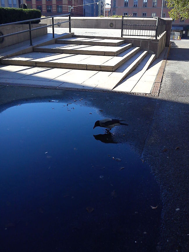 Mirror of a Crow  Birds,Corvus cornix,Crow,Geotagged,Hooded Crow,Norway,wildlife