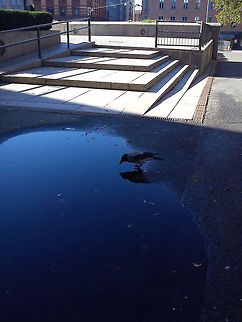 Mirror of a Crow  Birds,Corvus cornix,Crow,Geotagged,Hooded Crow,Norway,wildlife