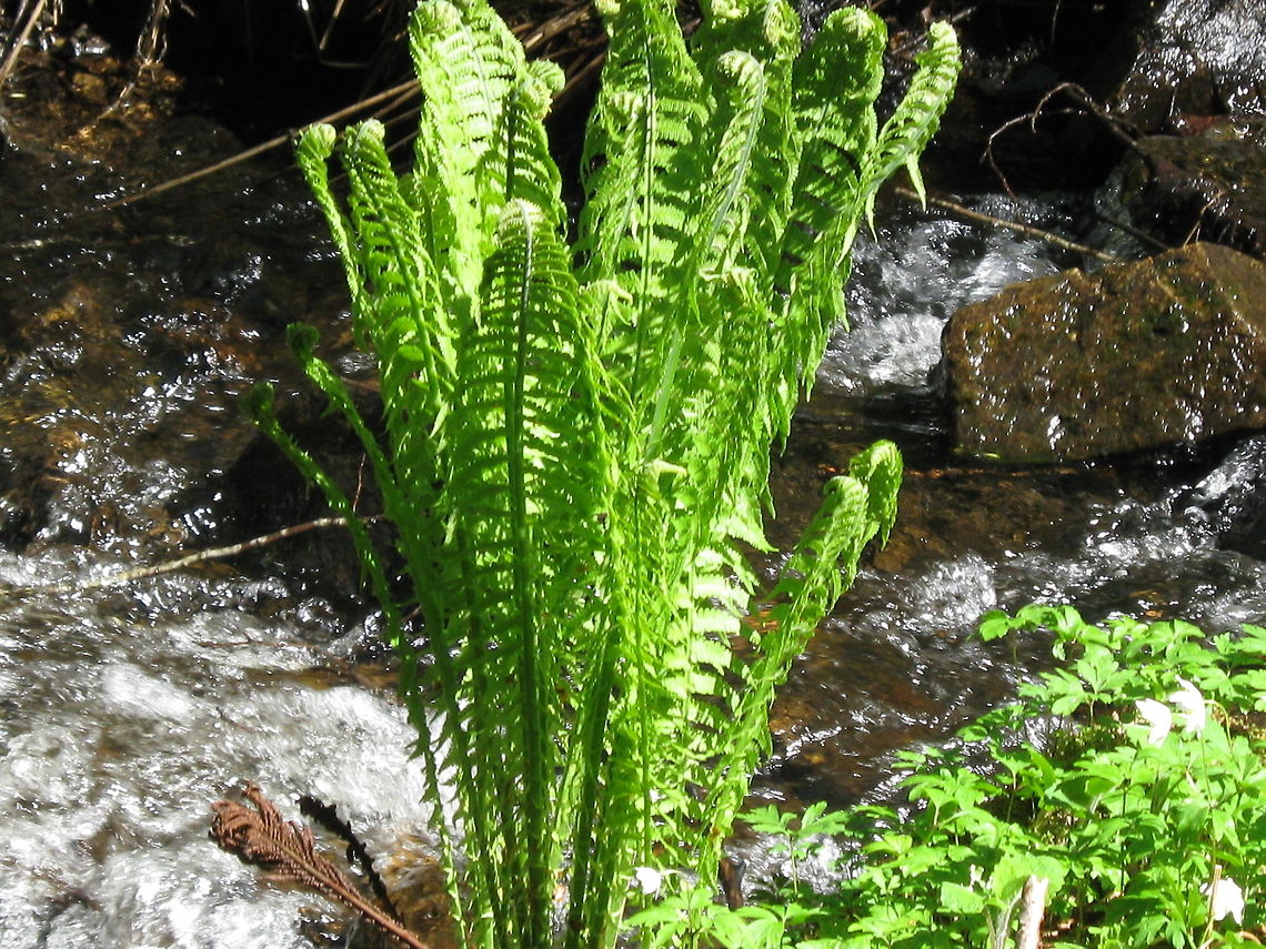 Typical sight in norwegian woods  Geotagged,Norway,River,fern,plant