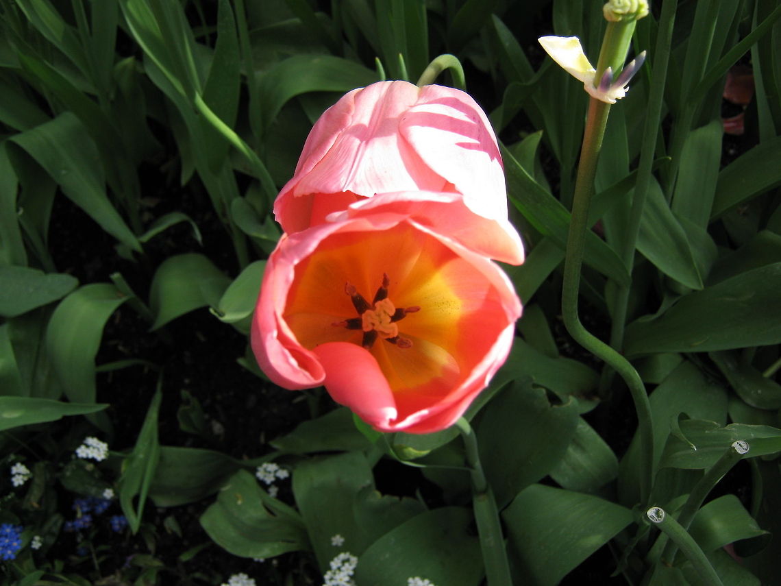 Tulip  Geotagged,Harbor (common) seal,Norway,Phoca vitulina,Tulip,flower,garden-flower