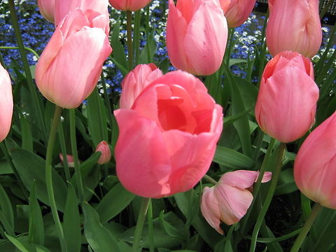 Garden flowers  Flowers,Geotagged,Norway,Tulip,flower,garden-flower