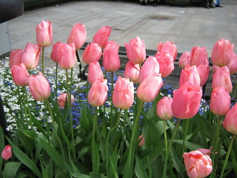Pink glory  Flowers,Geotagged,Norway,Tulip,flower,garden-flower