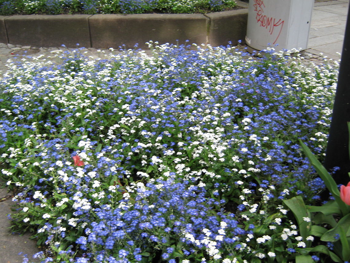 Blue and white flowers  Flowers,Geotagged,Norway,flower,garden-flower