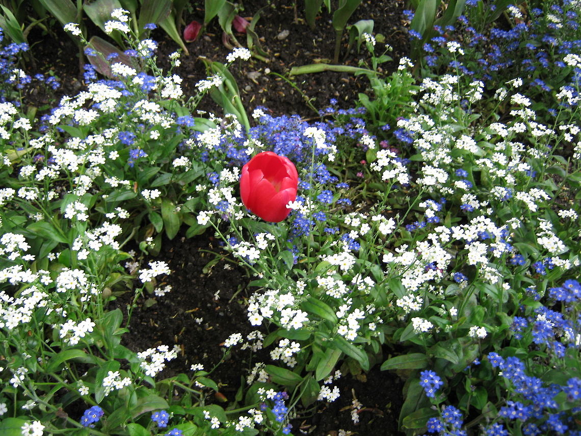 The red Tulip  Flowers,Geotagged,Norway,Tulip,flower,garden-flower