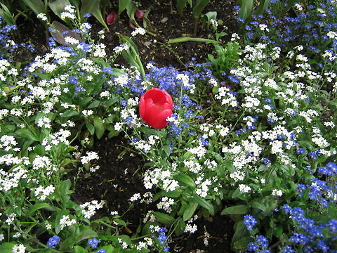 The red Tulip  Flowers,Geotagged,Norway,Tulip,flower,garden-flower