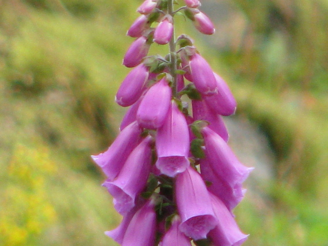 Foxglove  Common Foxglove,Digitalis purpurea,Europe,Foxgloves,Geotagged,Norway,plant