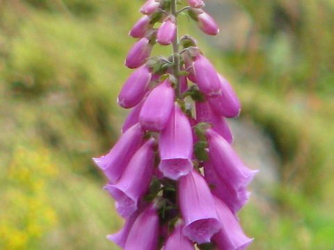 Foxglove  Common Foxglove,Digitalis purpurea,Europe,Foxgloves,Geotagged,Norway,plant
