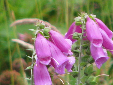 Pink Foxgloves  Common Foxglove,Digitalis purpurea,Europe,Geotagged,Norway,plant