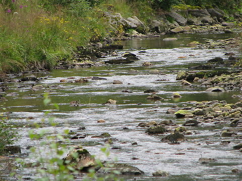 Small stream  Geotagged,Norway,River,Stream,nature