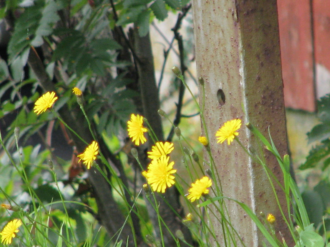Yellow flowers  Flowers,Geotagged,Hieracium pratense,Norway,Wildflowers,Yellow Hawkweed,flower,wildflower