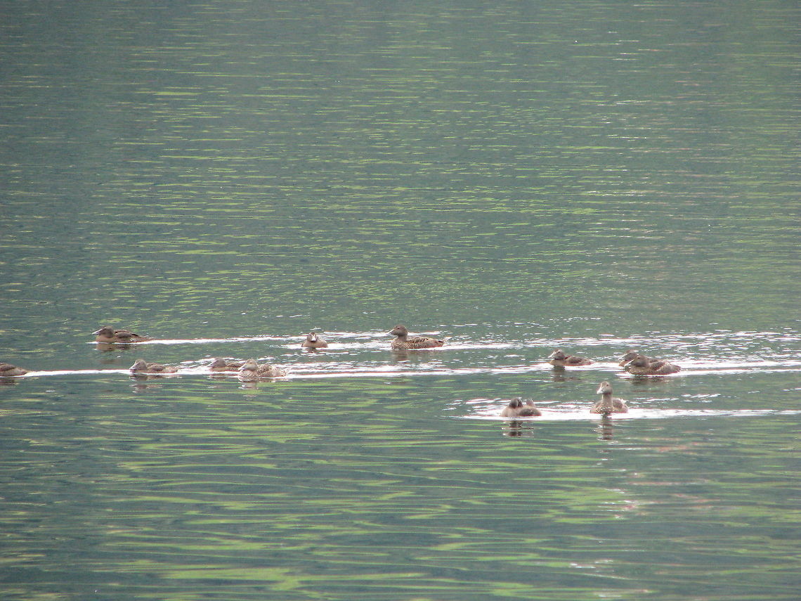 Duckfamily  Birds,Common Eider,Ducks,Geotagged,Norway,Somateria mollissima,bird,duck,duckling,ducklings,wildlife