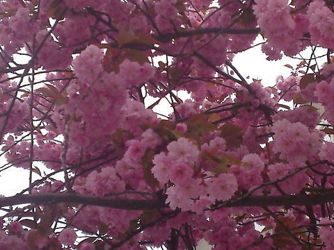 Pink wonders  Europe,Flowers,Norway,flower