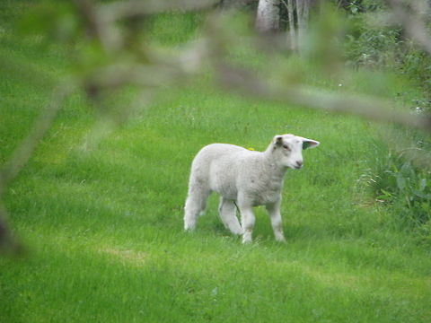Cute Lamb  Domestic sheep,Geotagged,Lamb,Norway,Ovis aries. Sheep,animal