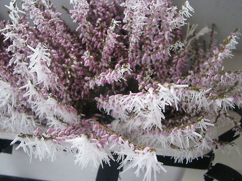 Frosted Calluna  Calluna vulgaris,Geotagged,Norway,calluna,european,perennial shrub