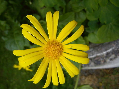 Wonderful flower  flower