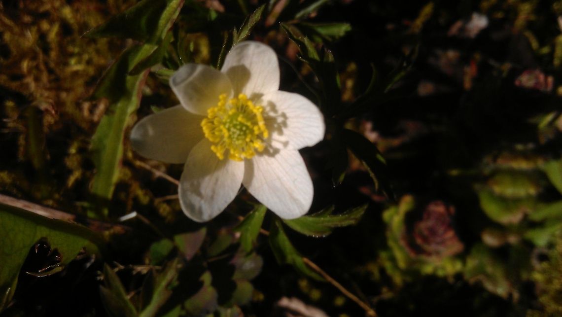 Wood Anemone  Anemone,Anemone nemorosa,Geotagged,Norway,Wood anemone,flower