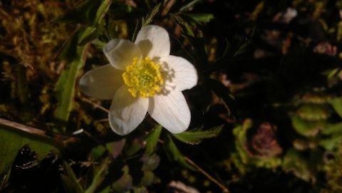 Wood Anemone  Anemone,Anemone nemorosa,Geotagged,Norway,Wood anemone,flower