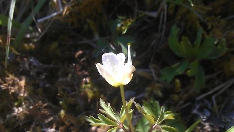 Anemone  Anemone nemorosa,Europe,Geotagged,Norway,Wood anemone,flower