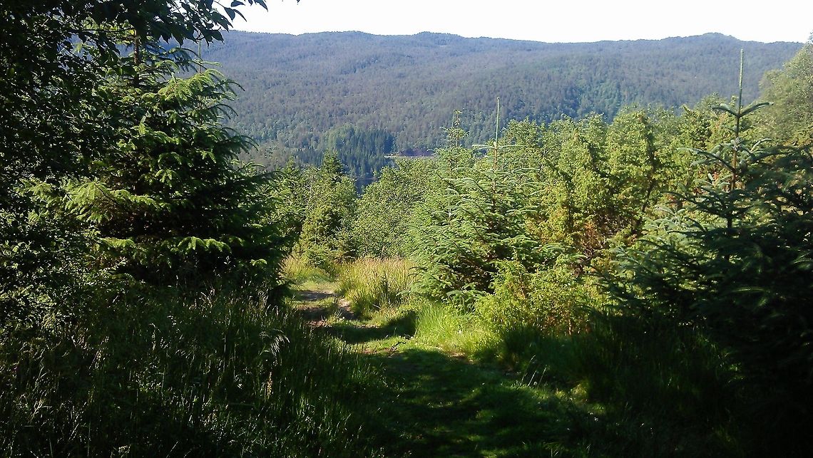 Norwegian landcape  Geotagged,Landscapes,Norway,Woods,landscape