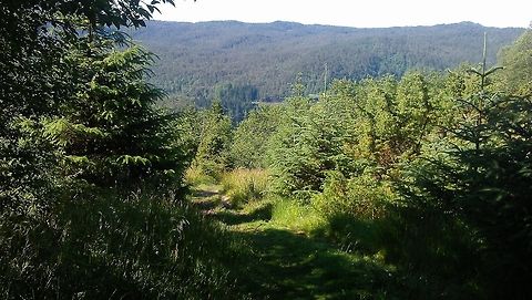 Norwegian landcape  Geotagged,Landscapes,Norway,Woods,landscape