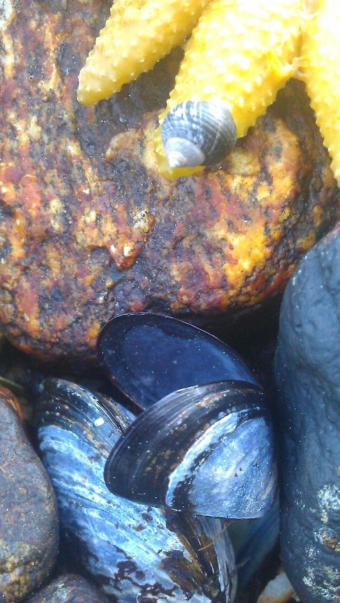 Blue mussel  Fjord,Geotagged,Nordfjord,Norway,blue mussel