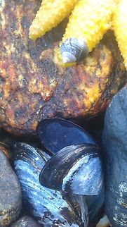 Blue mussel  Fjord,Geotagged,Nordfjord,Norway,blue mussel