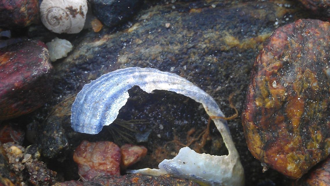 Crushed shell  Fjord,Geotagged,Nordfjord,Norway