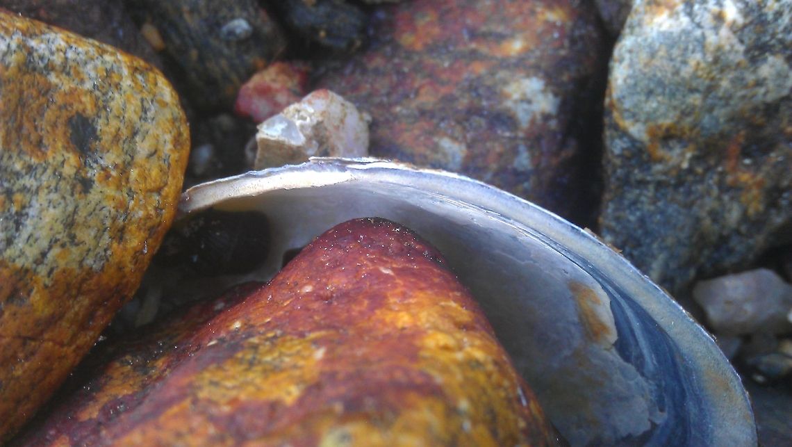 Shell between the rocks  Fjord,Geotagged,Nordfjord,Norway,Shell