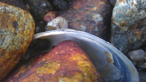 Shell between the rocks  Fjord,Geotagged,Nordfjord,Norway,Shell