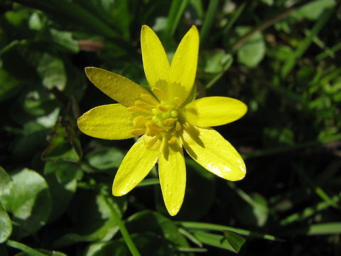 Flower in sunlight  Ficaria verna,Flowers,Geotagged,Lesser celandine,Norway,Ranunculus ficaria,flower