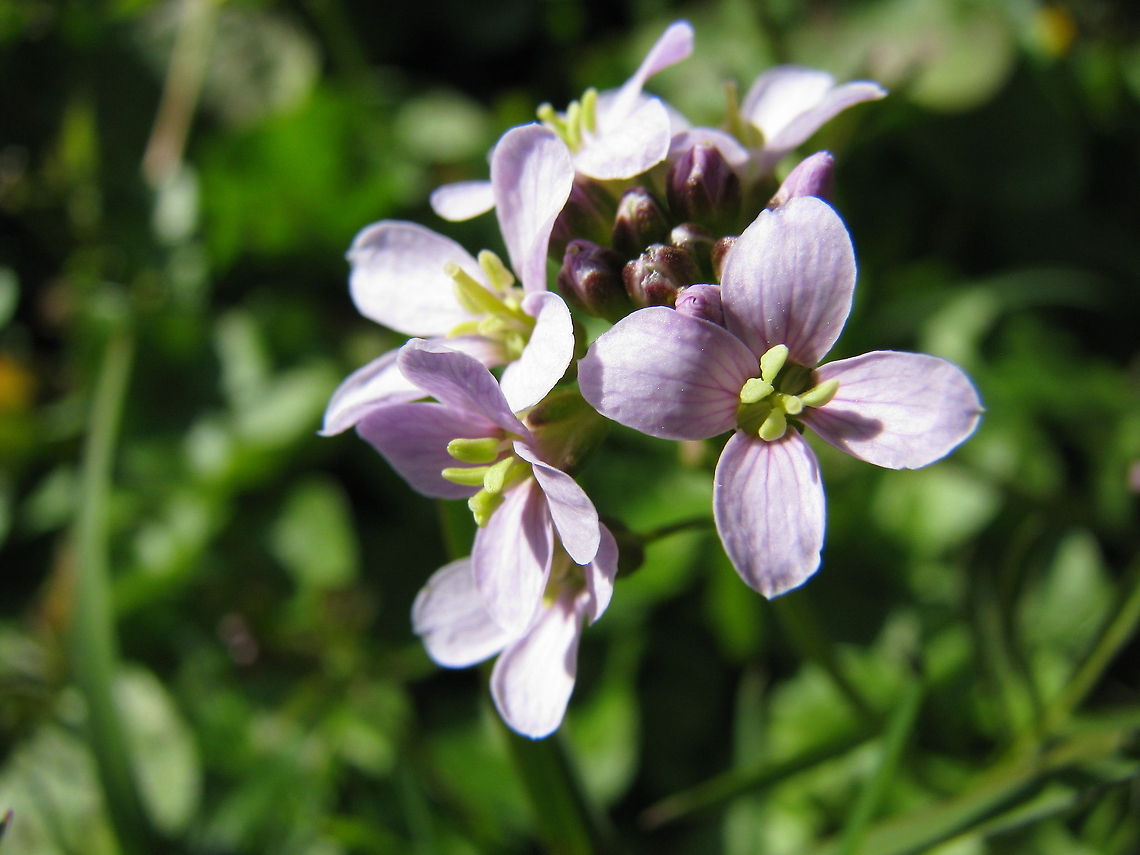Purple delight  Flowers,Geotagged,Norway,flower