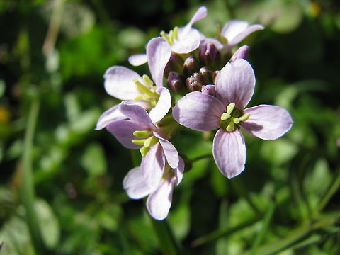 Purple delight  Flowers,Geotagged,Norway,flower