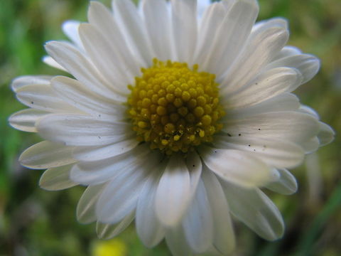 Magical Daisy  Bellis perennis,Common daisy,Field Flowers,Flowers,Geotagged,Norway,flower