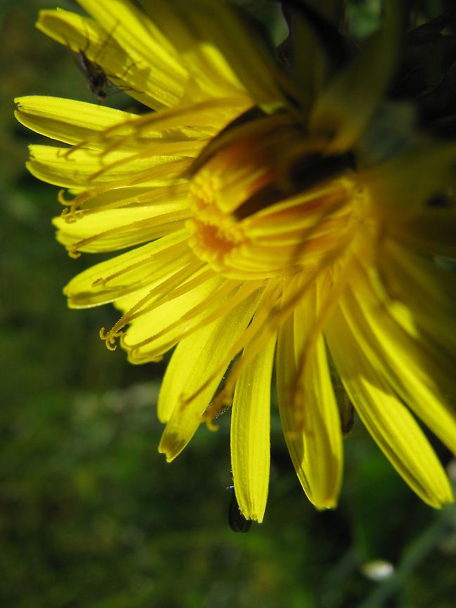 Taraxacum officinale  Dandelion,Geotagged,Norway,Plants,Taraxacum officinale,herbaceous perennial plant