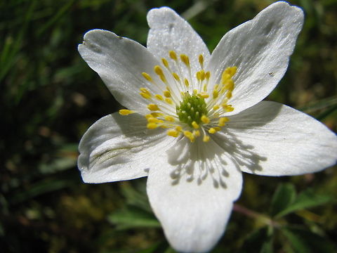 Wood Anemone  Anemone nemorosa,Flowers,Geotagged,Norway,Wood anemone,flower