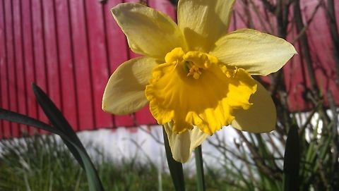 Wild Daffodil (Narcissus pseudonarcissus)  Field Flowers,Flowers,Geotagged,Lent lily,Narcissus pseudonarcissus,Norway,flower,garden-flower