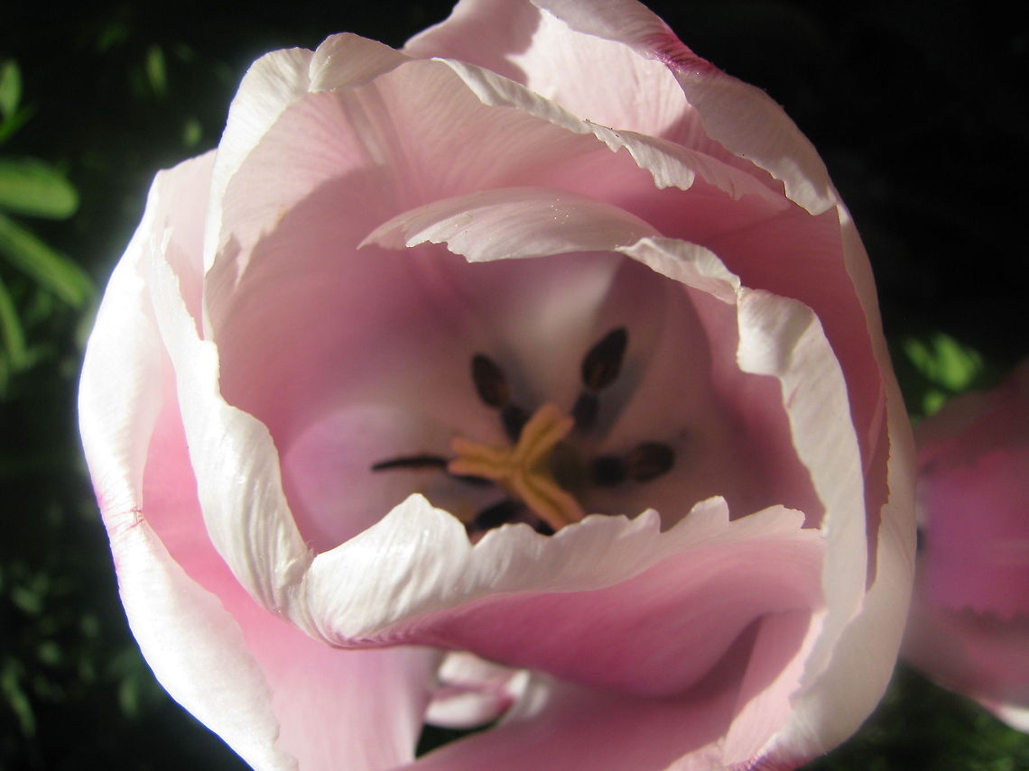 Pink Tulip  Flowers,Tulip,flower,garden-flower,tulips