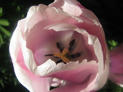 Pink Tulip  Flowers,Tulip,flower,garden-flower,tulips