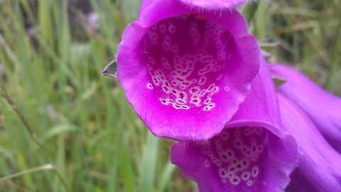 Common Foxglove  Common Foxglove,Digitalis purpurea,Geotagged,Norway