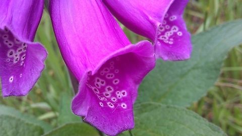 Foxglove  Common Foxglove,Digitalis purpurea,Geotagged,Norway