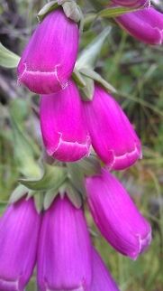 Foxgloves  Common Foxglove,Digitalis purpurea,Geotagged,Norway